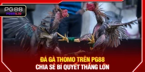 Đá gà Thomo PG88 - Chia Sẻ Bí Quyết Thắng Lớn