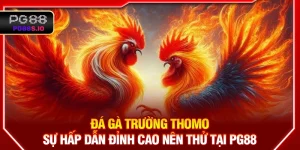 Đá Gà Trường Thomo – Sự Hấp Dẫn Đỉnh Cao Nên Thử