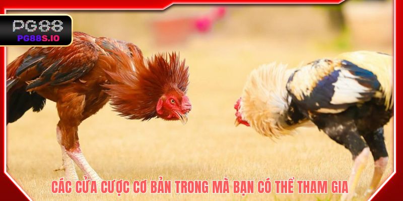 Các cửa cược cơ bản trong mà bạn có thể tham gia