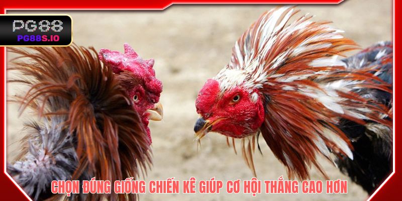 Chọn đúng giống chiến kê giúp cơ hội thắng cao hơn