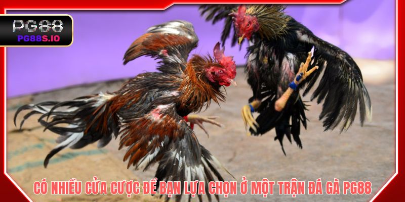 Có nhiều cửa cược để bạn lựa chọn ở một trận đá gà PG88