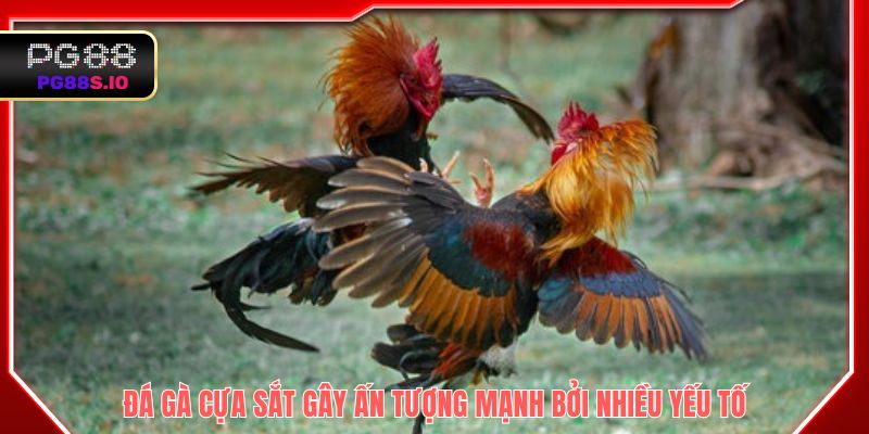 Đá gà cựa sắt gây ấn tượng mạnh bởi nhiều yếu tố