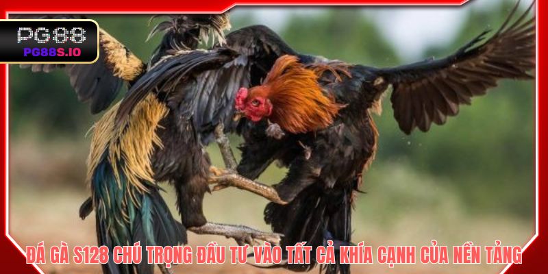 Đá gà S128 chú trọng đầu tư vào tất cả khía cạnh của nền tảng