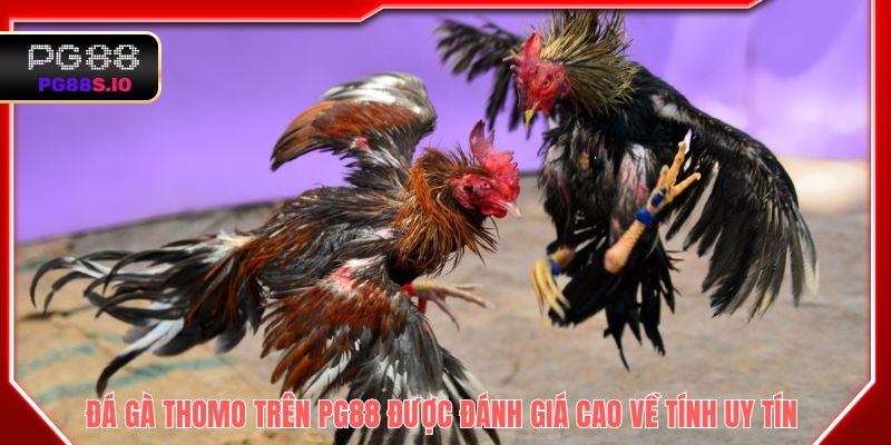 Đá gà Thomo trên PG88 được đánh giá cao về tính uy tín