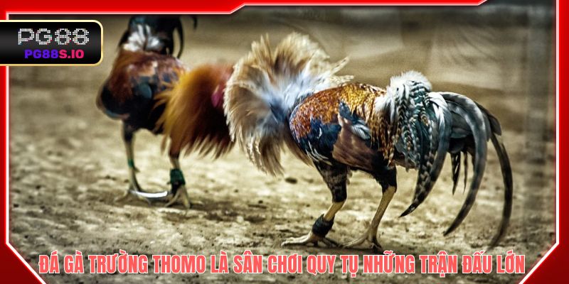 Đá gà trường Thomo là sân chơi quy tụ những trận đấu lớn