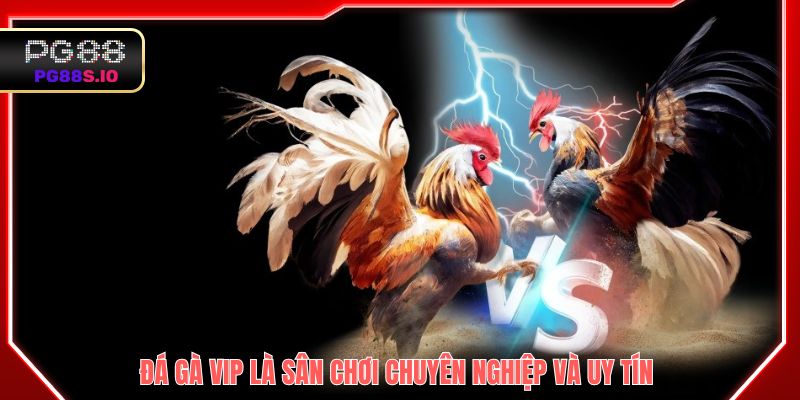 Đá gà VIP là sân chơi chuyên nghiệp và uy tín