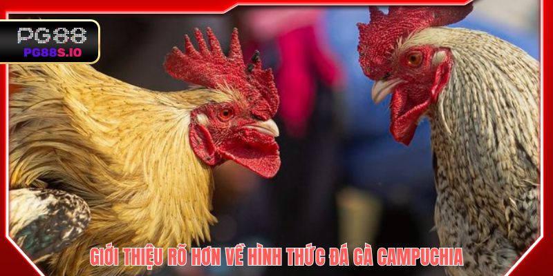 Giới thiệu rõ hơn về hình thức đá gà Campuchia