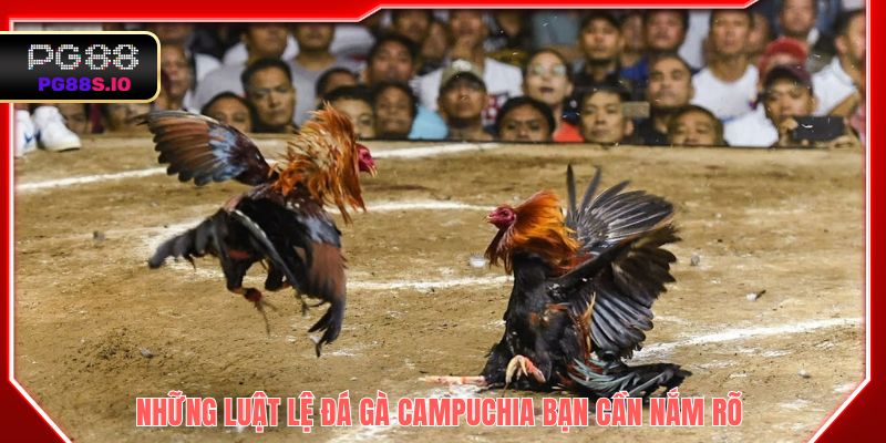 Những luật lệ đá gà Campuchia bạn cần nắm rõ