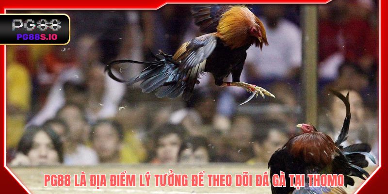 PG88 là địa điểm lý tưởng để theo dõi đá gà tại Thomo